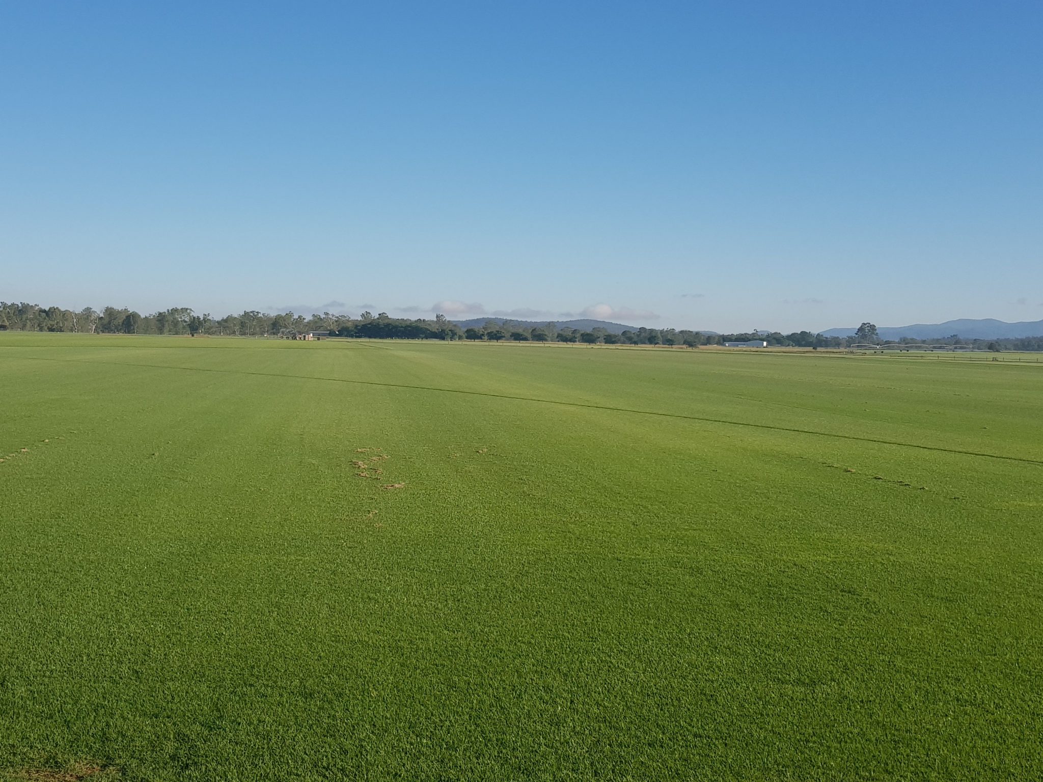 Turf Varieties Walkers Turf Supplies